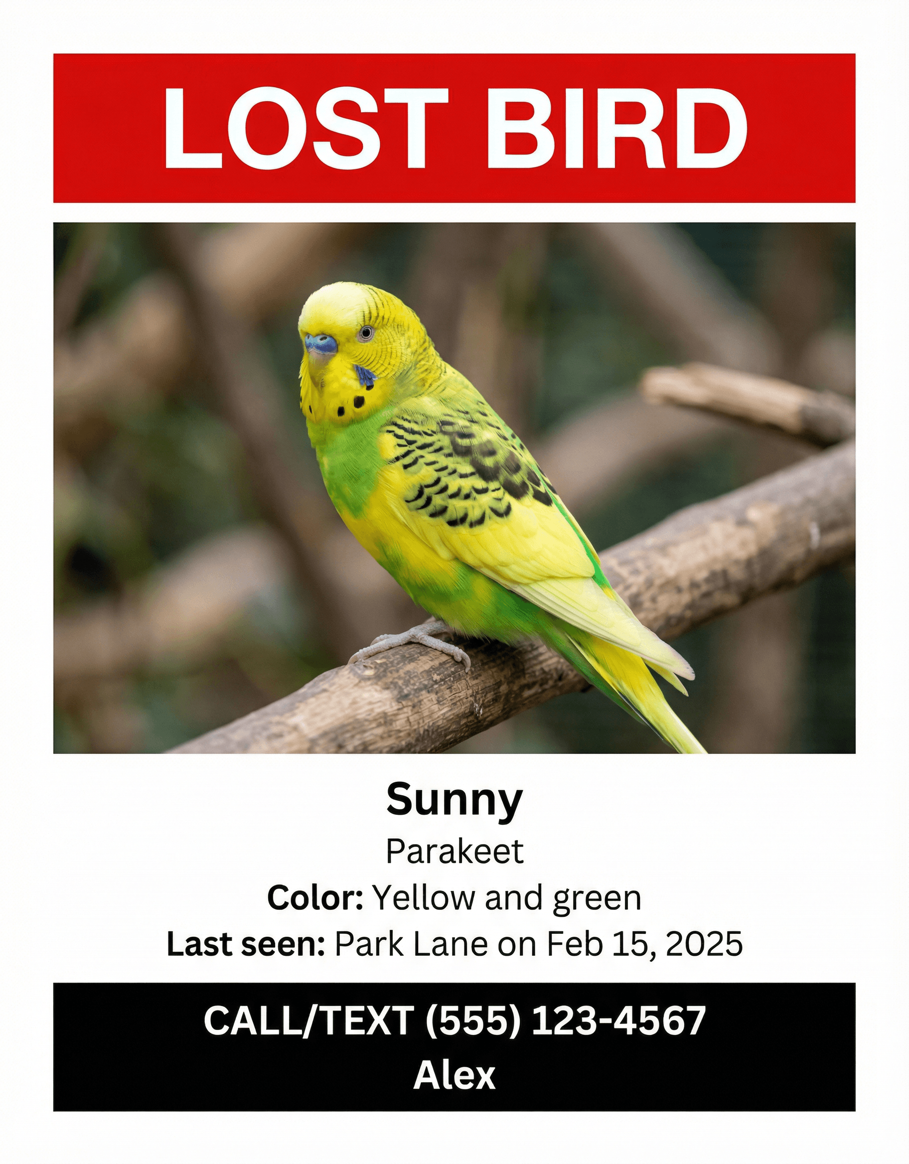 Example lost bird flyer