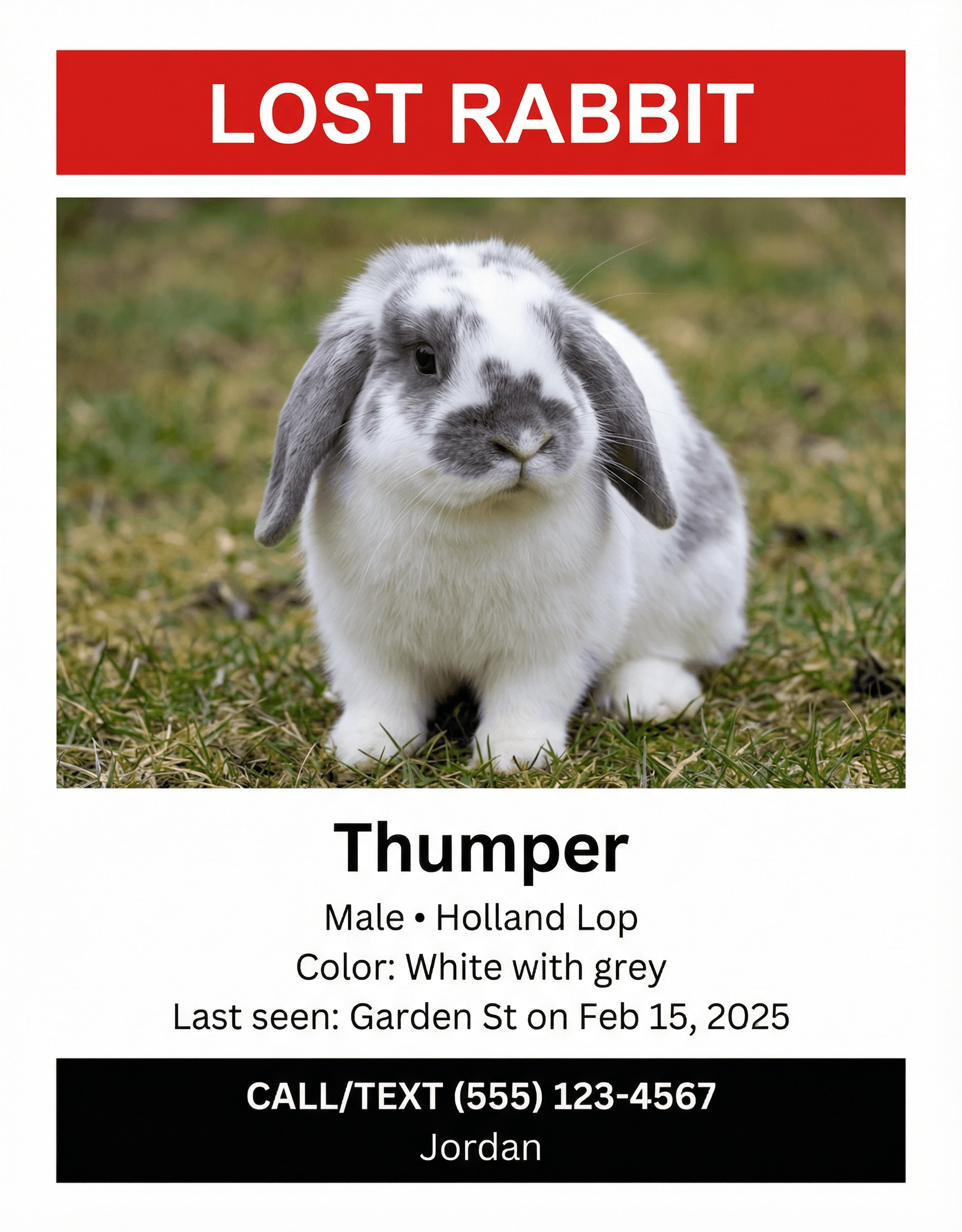 Example lost rabbit flyer